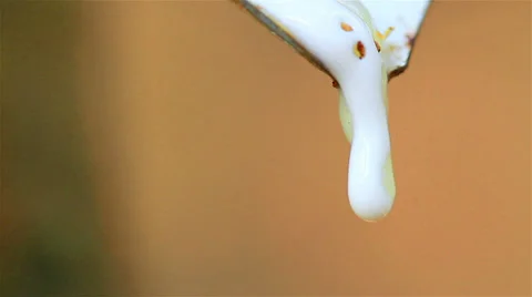 Rubber tree Stock Footage 34330669