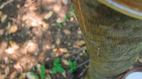 Rubber tree Stock Footage 34331625