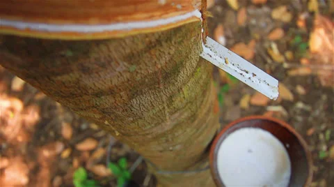 Rubber tree 库存影片 34332215