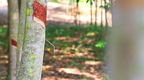 Rubber tree Vídeo Stock 34992621