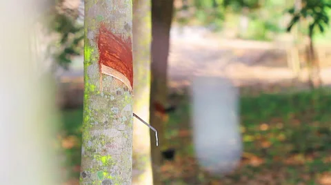 Rubber tree Stock Footage 34996241