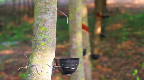 Rubber tree Video stock 35003045