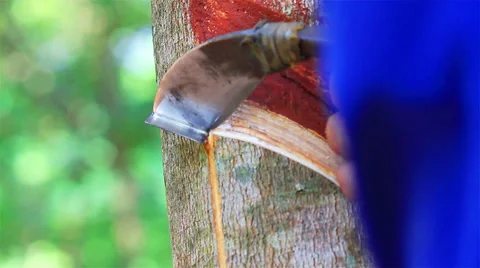 Rubber tree Stock Footage 35061966