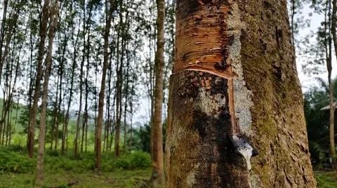 Rubber Tree Stock Footage 43108027