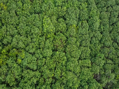 Rubber tree Stock Footage 77374841