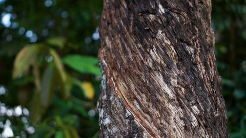 Rubber tree 库存影片 128992314