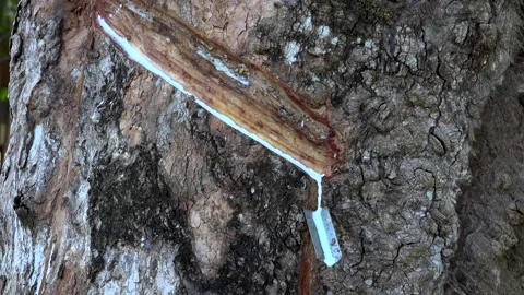 Rubber tree Stock Footage 154122587