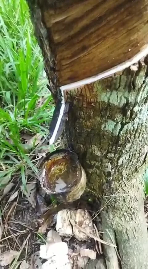 Rubber tree Stock Footage 222543000