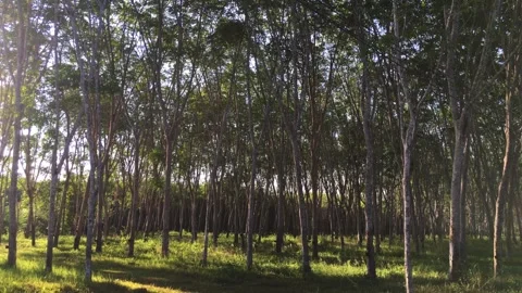 Rubber tree Video stock 244659019