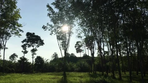 Rubber tree Video stock 282889816