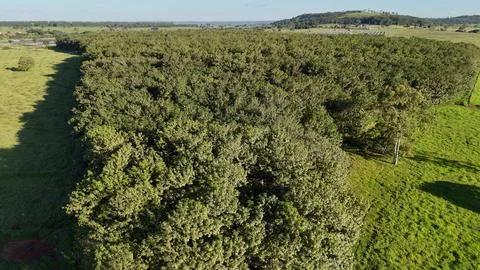 Rubber tree forest for latex extraction Foto stock