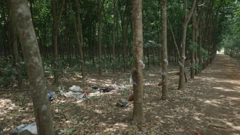 Rubber tree forest with a lot of garbage on the ground between the trunks in Stock Footage 278622958