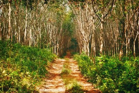 Rubber-tree forest Stock Photos