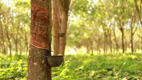 Rubber tree in the garden on a clear day Stock Footage 165060901