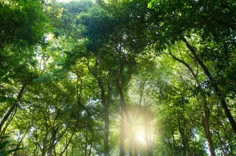 Rubber tree garden Stock Photos
