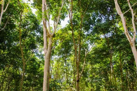 Rubber tree garden Stock Photos