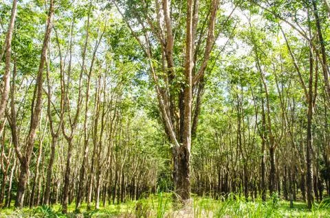 Rubber tree garden Foto stock
