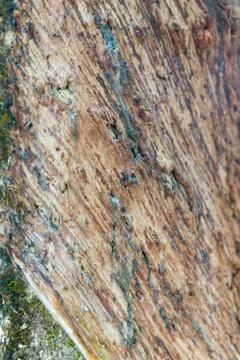 Rubber tree gashed for rubber collection Stock Photos