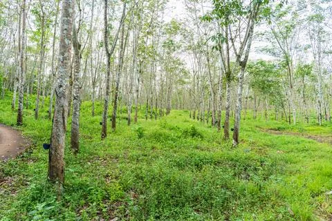 Rubber tree industrial forest Stock Photos