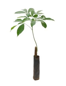 Rubber tree isolated on white background Stock Photos