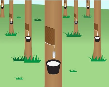 Rubber tree jungle in flat style Stock Illustration