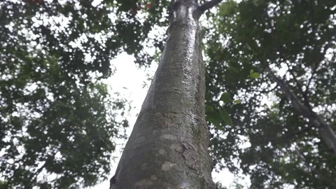 Rubber tree in the jungle Stock Footage 82756875