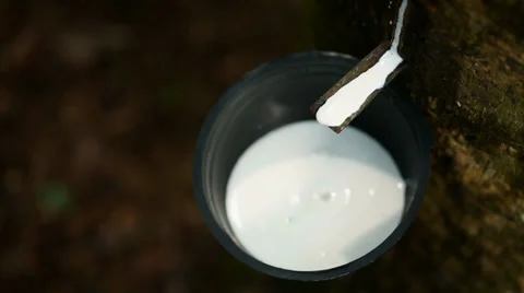 Rubber Tree Latex Cup Vidéo 32247155