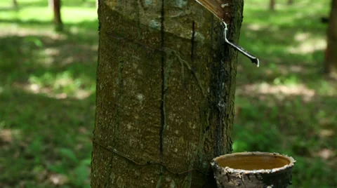 Rubber Tree with latex cup 스톡 동영상 32247482
