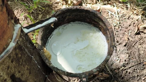 A rubber tree with latex flowing into a small cup in a tropical plantation 스톡 동영상 308358673
