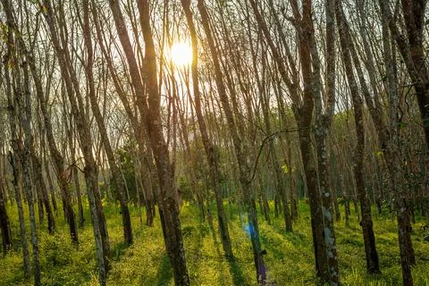 Rubber tree, Latex rubber Stock Photos