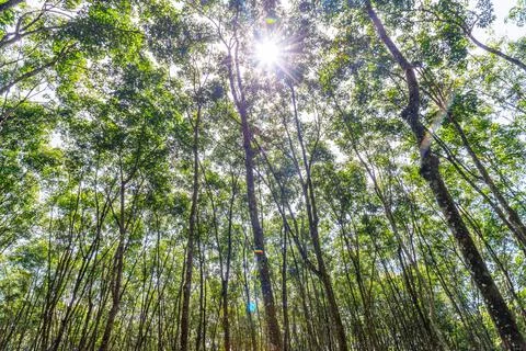 Rubber tree, Latex rubber Stock Photos