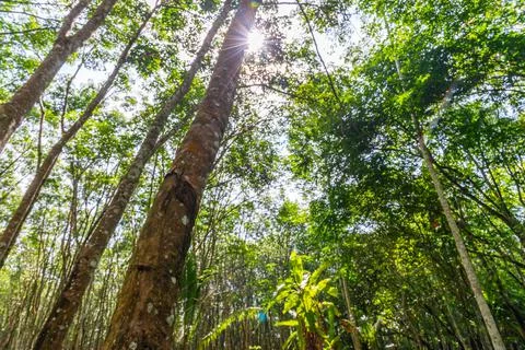 Rubber tree, Latex rubber Stock Photos