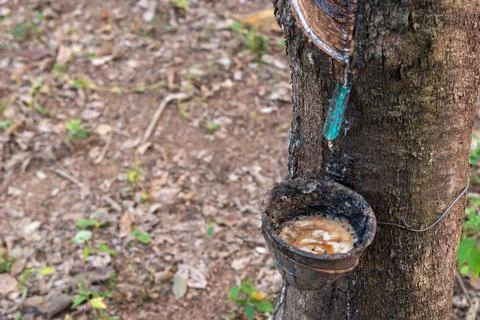 Rubber Tree Latex Tapping Collection Stock Photos