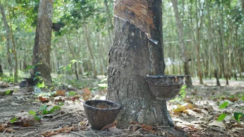 Rubber Tree Latex Tapping Tropical Industrial Crop Video stock 335333492