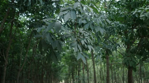 Rubber tree leaves moved by the wind in a forest full of trees in vietnam Stock Footage 278622522
