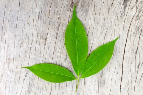 Rubber tree leaves. Stock Photos