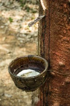 Rubber tree making Stock Photos
