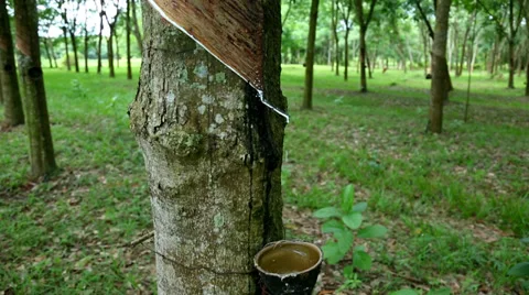 Rubber Tree medium shot 스톡 동영상 32247404