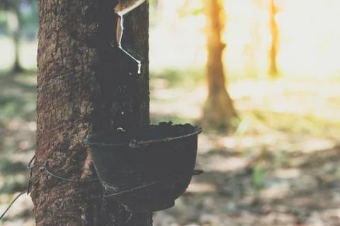 Rubber tree with natural rubber drop at plantation Foto stock