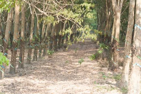 A rubber tree or caoutchouc tree plantation Foto stock