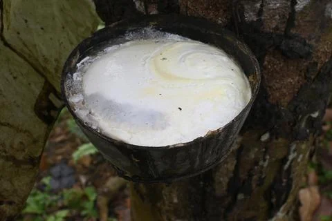 Rubber tree, Para rubber tree (Hevea brasiliensis), harvest, India, Kerala, Asia 写真素材