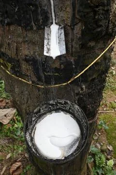 Rubber tree, Para rubber tree (Hevea brasiliensis), harvest, India, Kerala, Asia Stock-Fotos