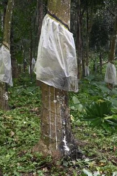 Rubber tree, Para rubber tree (Hevea brasiliensis), harvest, India, Kerala, Asia Stock-Fotos