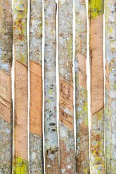 Rubber tree pattern Stock Photos