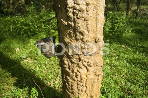 Rubber tree Stock Photos
