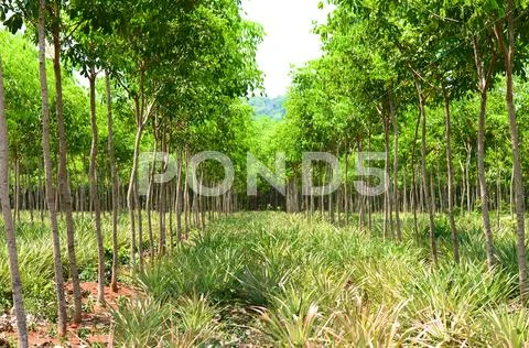 Rubber tree Stock Photos