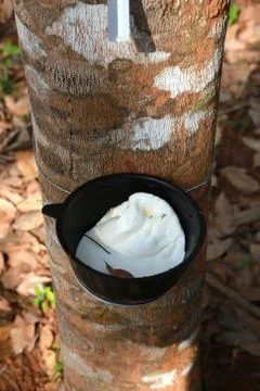 Rubber tree Stock Photos