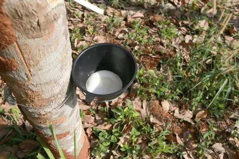 Rubber tree Stock Photos