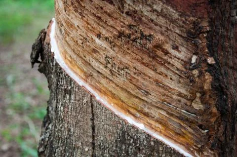 Rubber tree Stock Photos