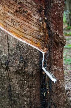 Rubber tree Stock Photos